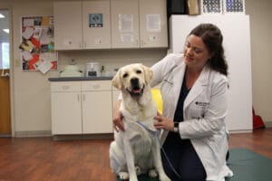 A dog who had a successful surgery recovery with one of our MedVet doctors.