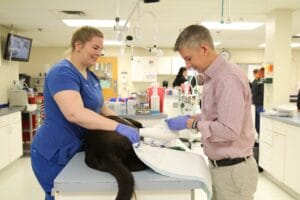 MedVet Experience Teamwork